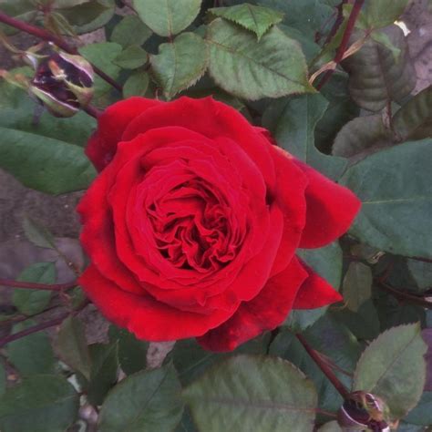 Red Parfum De Provence .